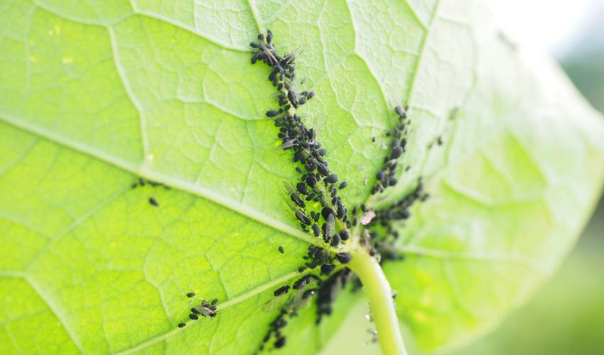 The underside of a large yellow-green leaf is partially covered with dark aphids of multiple sizes feeding on the plant tissue requires aphid control.