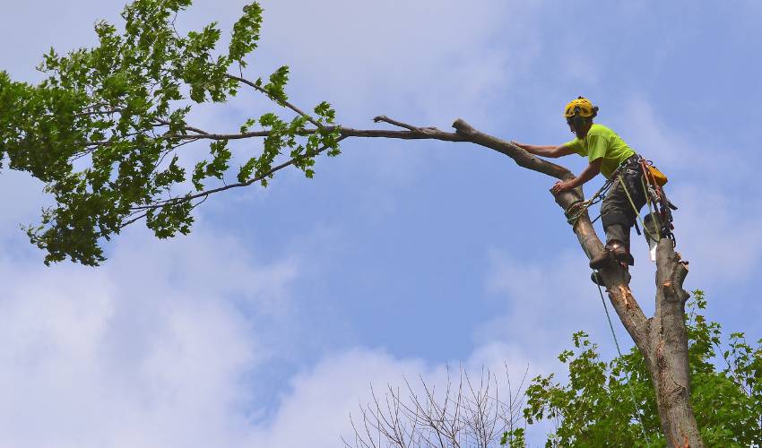 It’s important to prepare for a tree removal as removals involve a mix of heavy equipment and removal technicians who may have to climb trees as shown here.