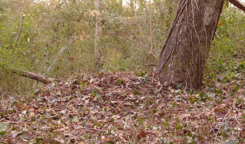 A leaning tree stands in the forest as the ground is littered with fallen brown leaves.