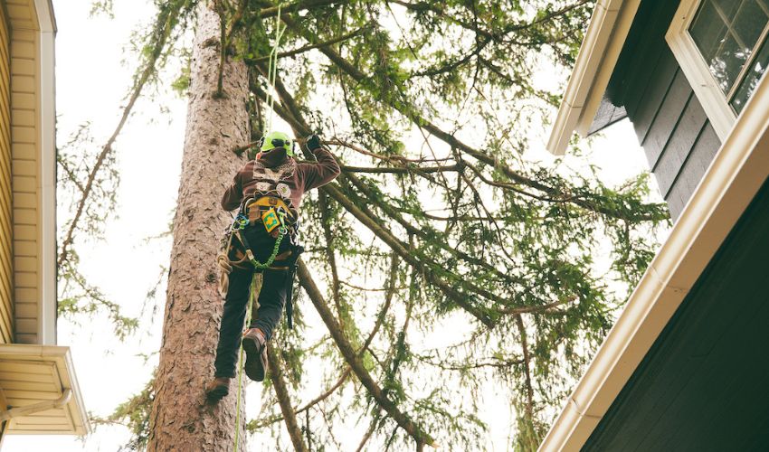 An Independent Tree climber ascends a tree that is to be removed due to its close proximity to housese