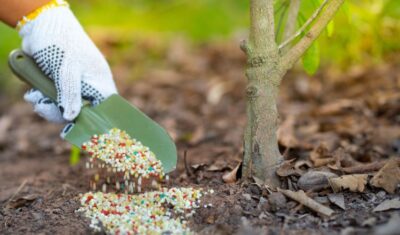 Pellet fertilizer being applied near a young tree in Ohio.
