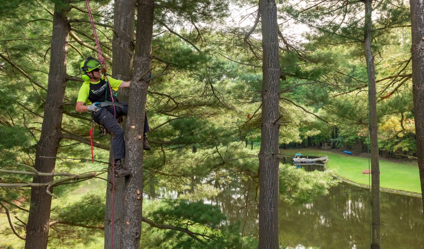 An arborist from Independent Tree pruning a pine tree near a pond in Northeast Ohio.