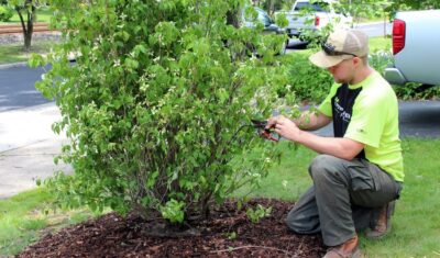 An independent Tree crew pruning a. shrub in the garden of a residential home in Newbury, OH.