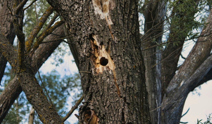 A weak, decaying tree trunk with large holes at a property in Portage County, OH.