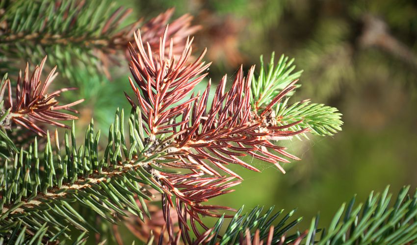 Browning needles on a spruce tree in Ohio with small webbing point to a pest or disease issue, such as spider mites.