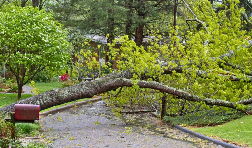 Fallen tree blocks residential driveway and road after storm damage