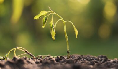 Dying withered sprout emerging from dark soil with delicate leaves unfurling, in front of soft green bokeh background