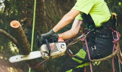 Professional Independent Tree arborist in a safety harness using a Stihl chainsaw to prune a tree branch, with climbing ropes and carabiners visible on his gear.
