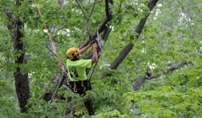 A climber wearing a yellow helmet and safety harness uses a chainsaw to prune branches high in a leafy deciduous tree.