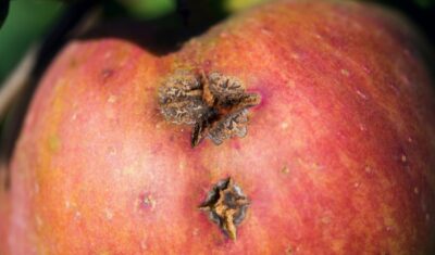 This close-up shows apple scab disease with dark scabby lesions and deformation on ripe apple fruit.