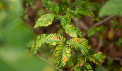 Branch of beech leaves showing yellow and brown blotchy discoloration spreading from the edges inward, photographed against a softly blurred forest background.