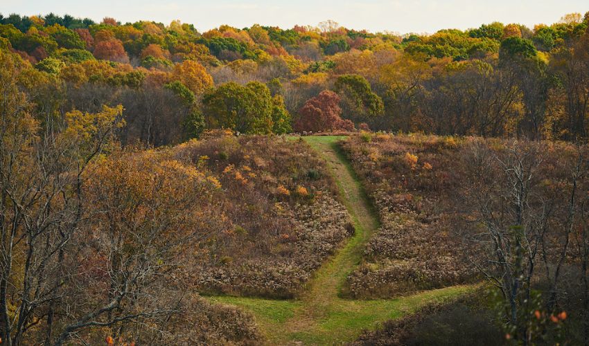 A variety of Ohio trees with fall colors in reds, greens, oranges, and other shades grow in Northeast Ohio.