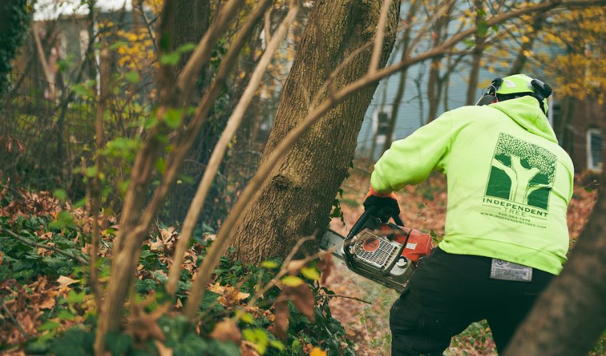 An Independent Tree crew member uses a chainsaw to remove a leaning tree in Ohio