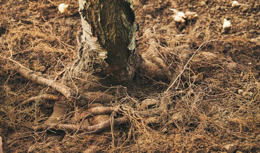 Tree roots as revealed by an air spade