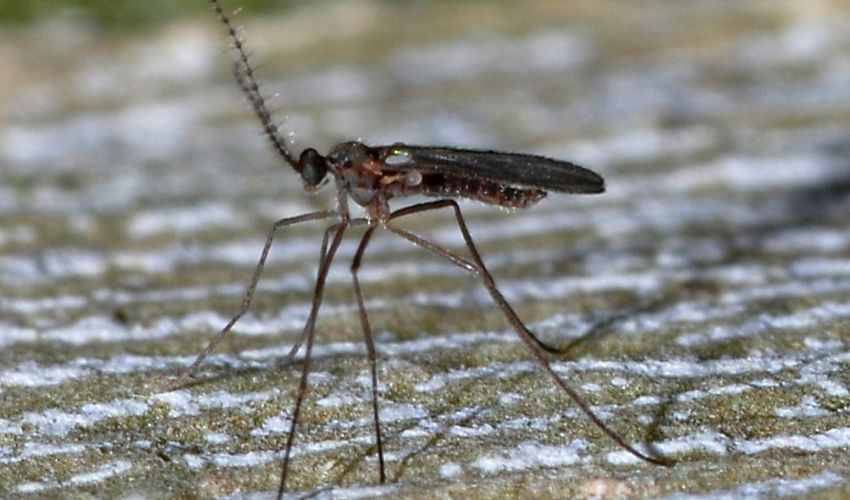 An adult boxwood leafminer resembling a mosquito with long legs and antennae sitting on a piece of wood.