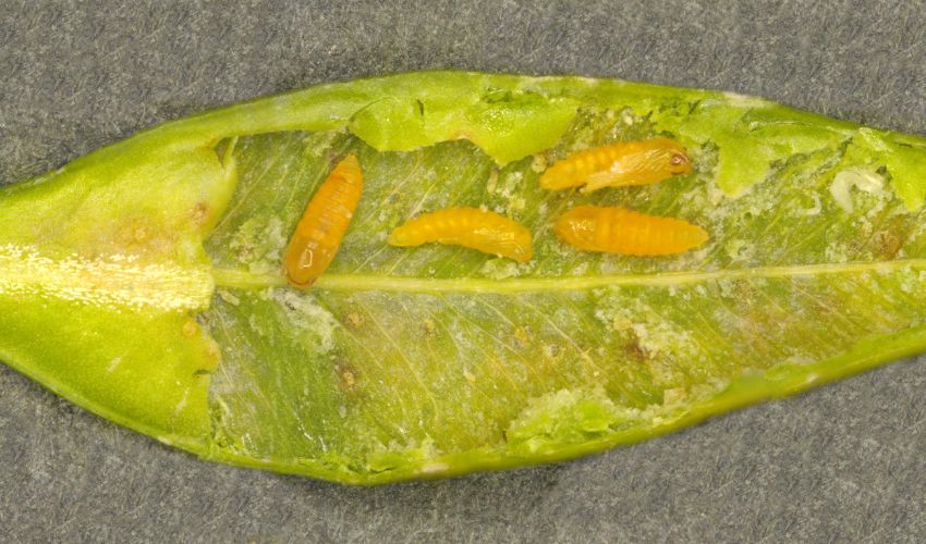 A horizontal leaf with the top leaf layer removed showing four cream-colored boxwood leafminer larvae inside.