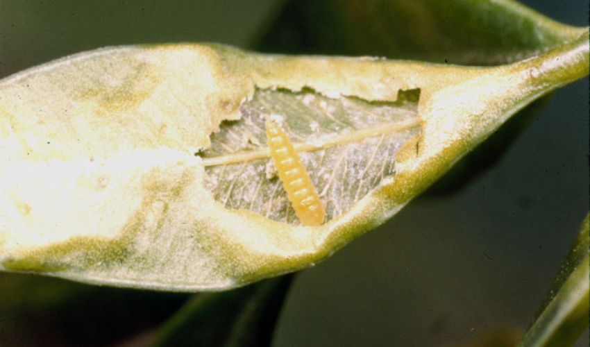 A partially dissected green boxwood leaf with the top layer removed showing an amber-colored boxwood leafminer larvae inside.