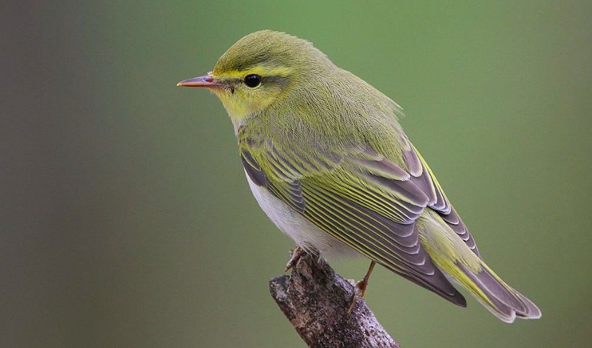 A green warbler with a white stomach and gray-tipped wings perched on a broken branch and facing left. These attractive birds are predators of boxwood leafminers.