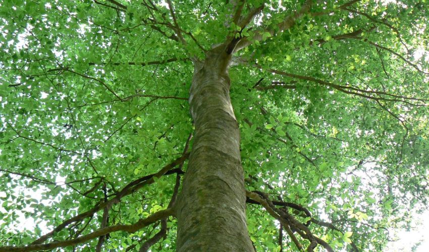 Looking up at the canopy of an American beech tree, with lots of green foliage.