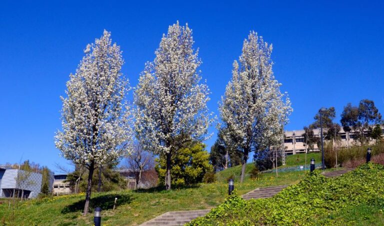 Why Should You Plant Native Trees on Your Northeast Ohio Property ...