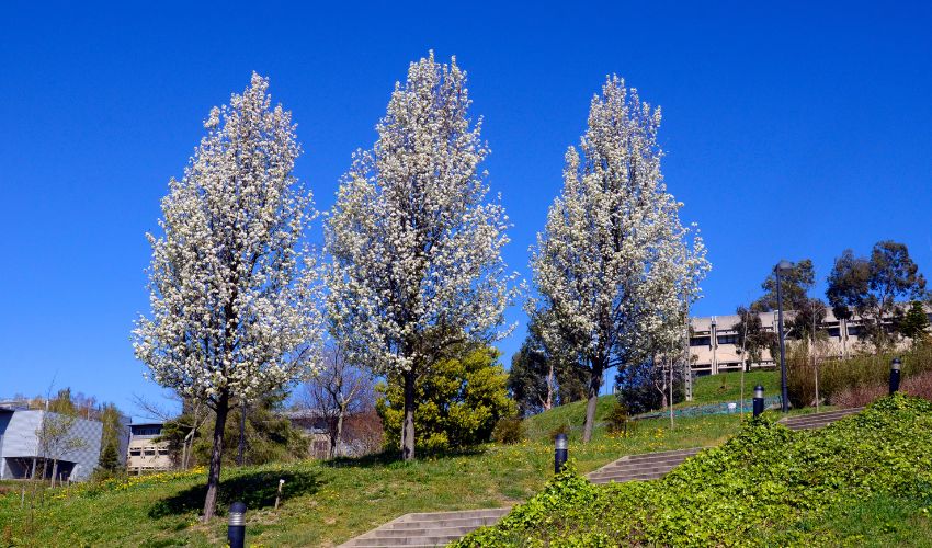 Callery pear trees, invasive in Ohio, with white spring flowers against a blue sky.