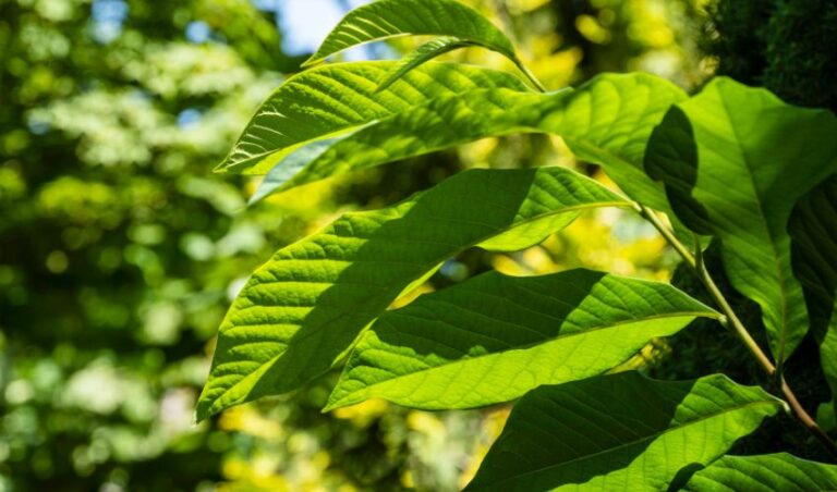 Why Should You Plant Native Trees on Your Northeast Ohio Property ...