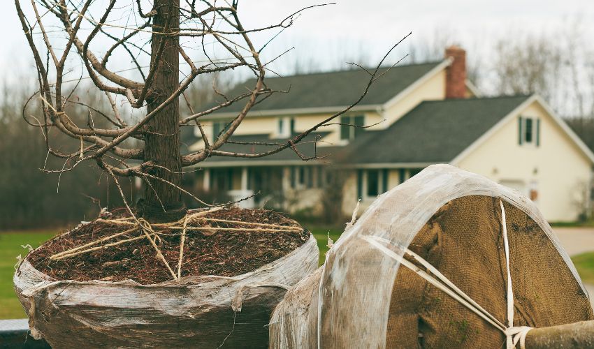 Bound and burlapped young trees in front of a Northeast Ohio home waiting to be planted by the Independent Tree team.