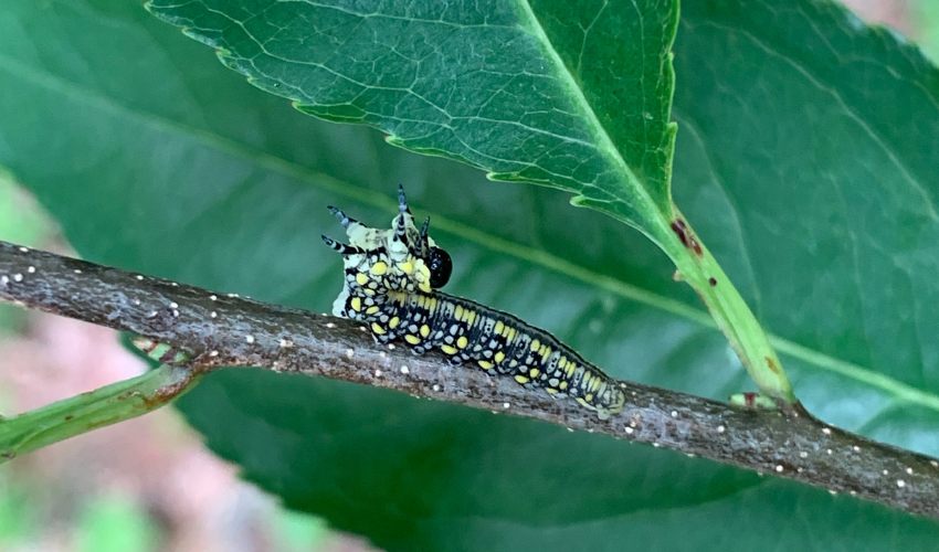 An introduced pine sawfly larvae on a tree branch.