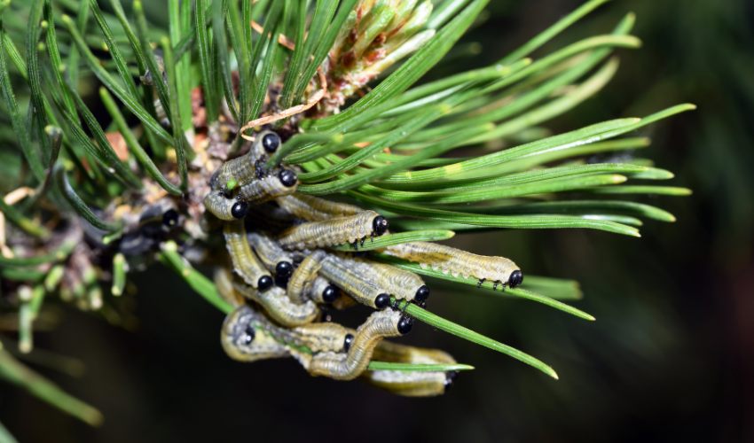A cluster of European pine sawfly larvae on pine tree needles.