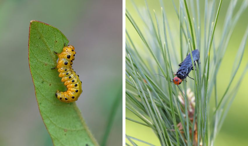 Two photos: on the left, a redheaded pine sawfly caterpillar, on the right, a redheaded pine sawfly adult.