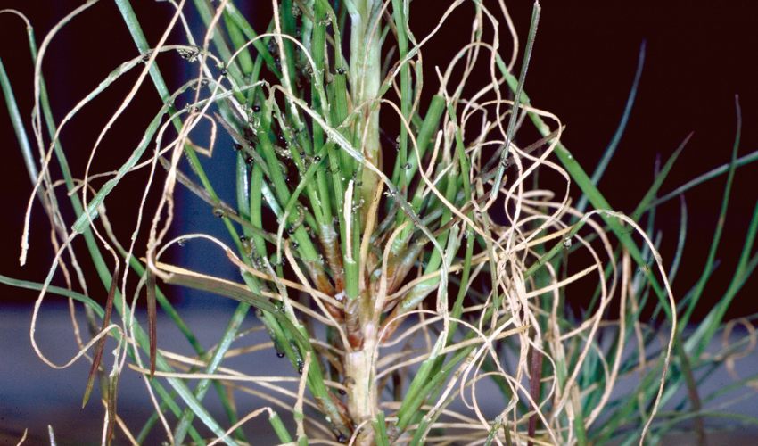 Typical “flagging” of needles caused by feeding of newly hatched pine sawfly larvae.