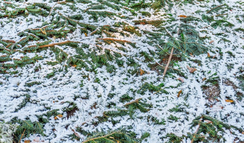 Pine branches on the ground covered with a thin layer of snow.