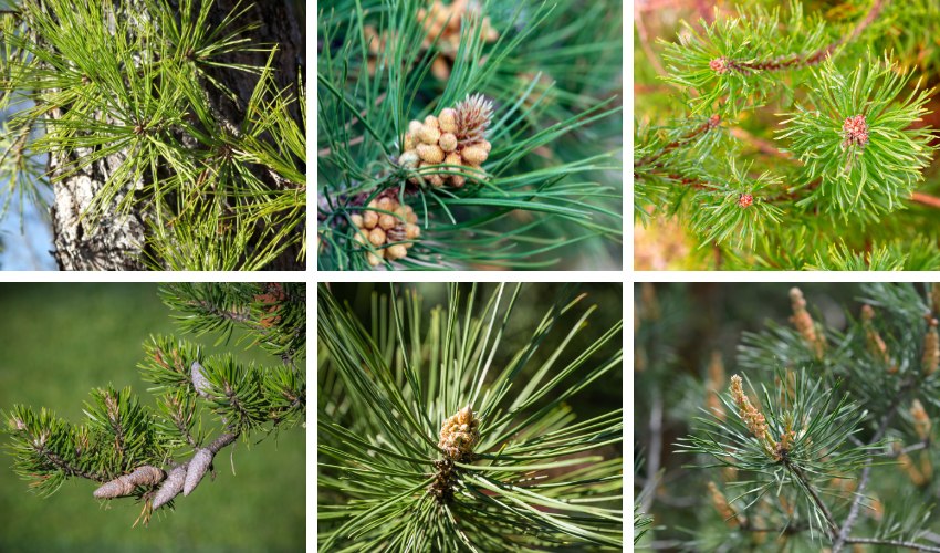 From left to right, up to down: Photos of Scotch pine, red pine, Mugo pine, Jack pine, Austrian pine, and eastern white pine