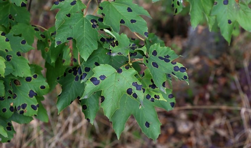 Black spots on green maple leaves are maple tar spot.
