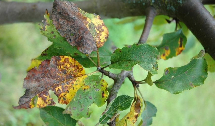Plum rust disease on tree leaves.