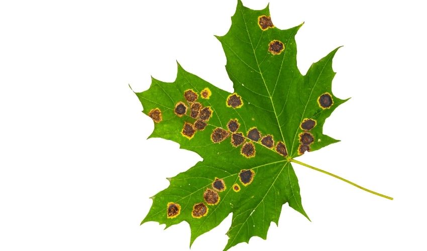 Brown spots surrounded by yellow on a green maple leaf.