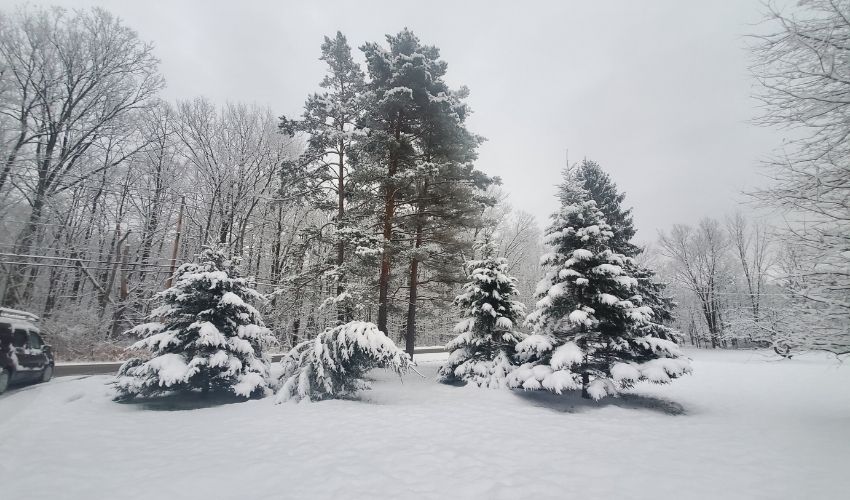 Bent pine tree during winter time.