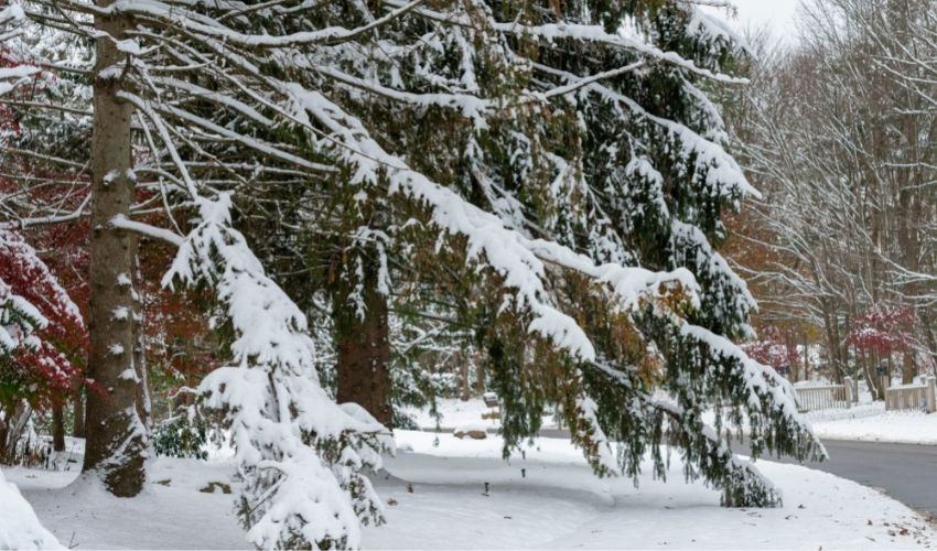 Fallen tree branches after a winter storm 