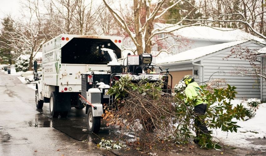 Independent Tree doing winter cleanup