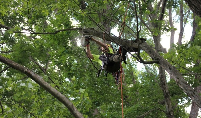 An Independent Tree arborist hanging from ropes while pruning a large tree in summer with a chainsaw.