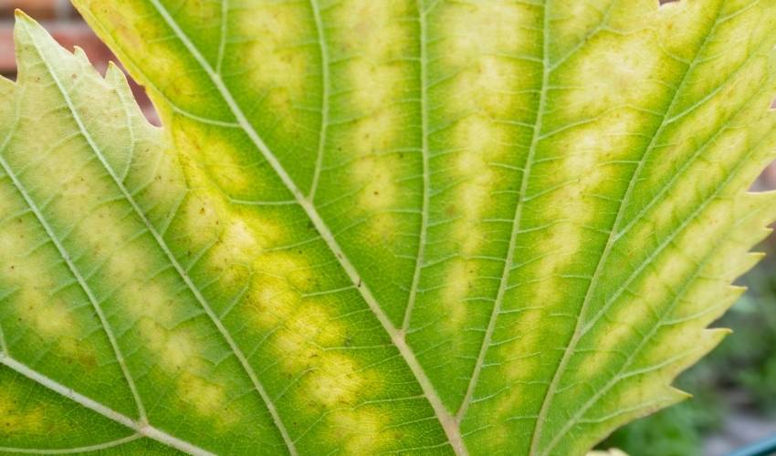 Closeup of a chlorotic leaf.