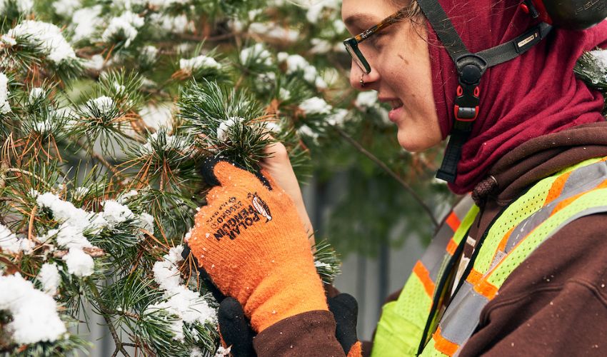  An Independent Tree employee inspects an evergreen covered with snow in Ohio.