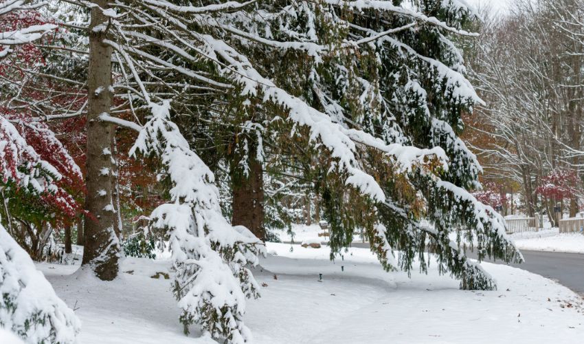 Tree branches sag under the weight of heavy snow after a snowfall in Ohio.