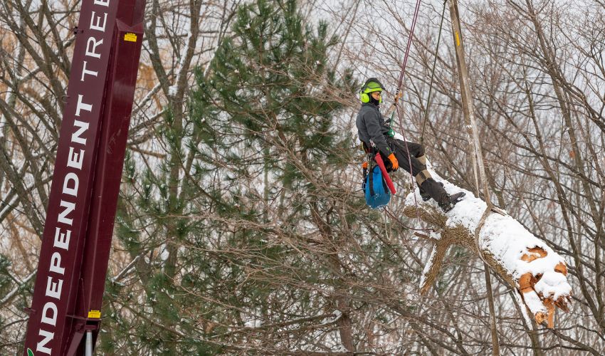 The Independent Tree crew removes a winter storm damaged tree using a crane and a tree climber.