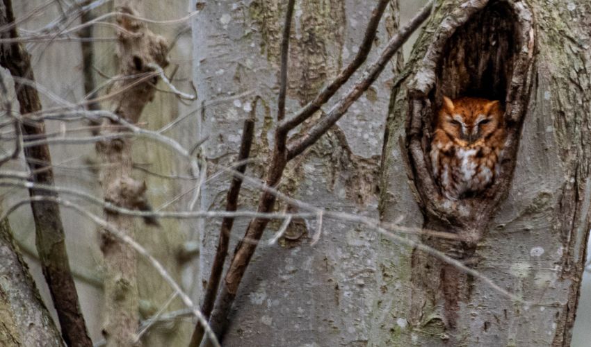 An owl rests in a tree cavity in Ohio.