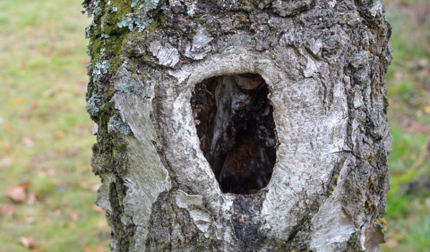 A tree trunk with a visible tree cavity.