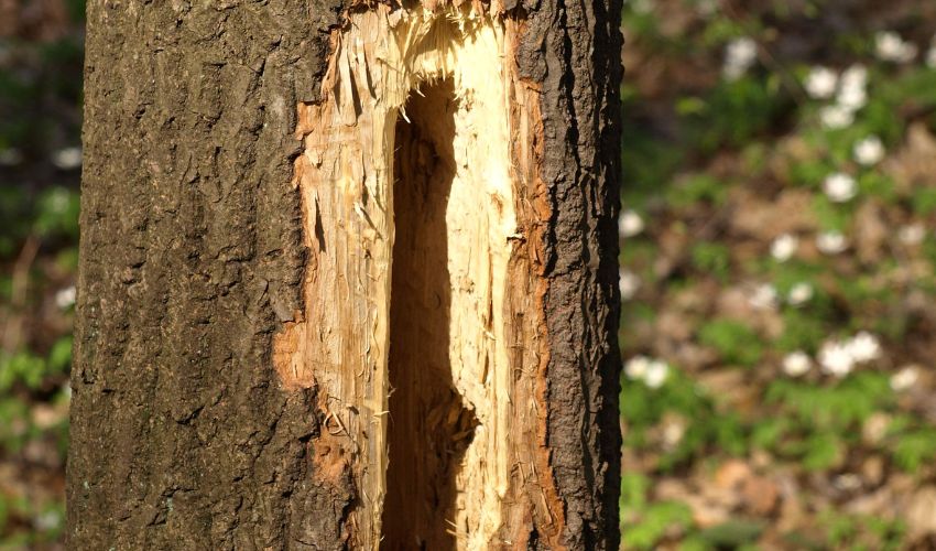 A wound to a tree trunk, with missing bark and a large gaping hole.