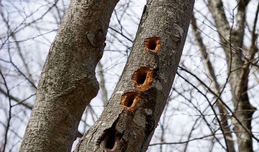 Holes in a tree caused by woodpeckers searching for insects.