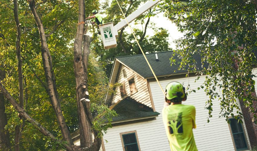 An Independent Tree worker uses a bucket truck to reach a tree and cut sections for removal, while an Independent Tree ground crew member uses ropes to help lower the removed section of tree.