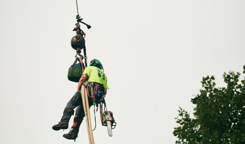An Independent Tree climber is lifted to a tree in Northeast Ohio for removal using a tree crane.